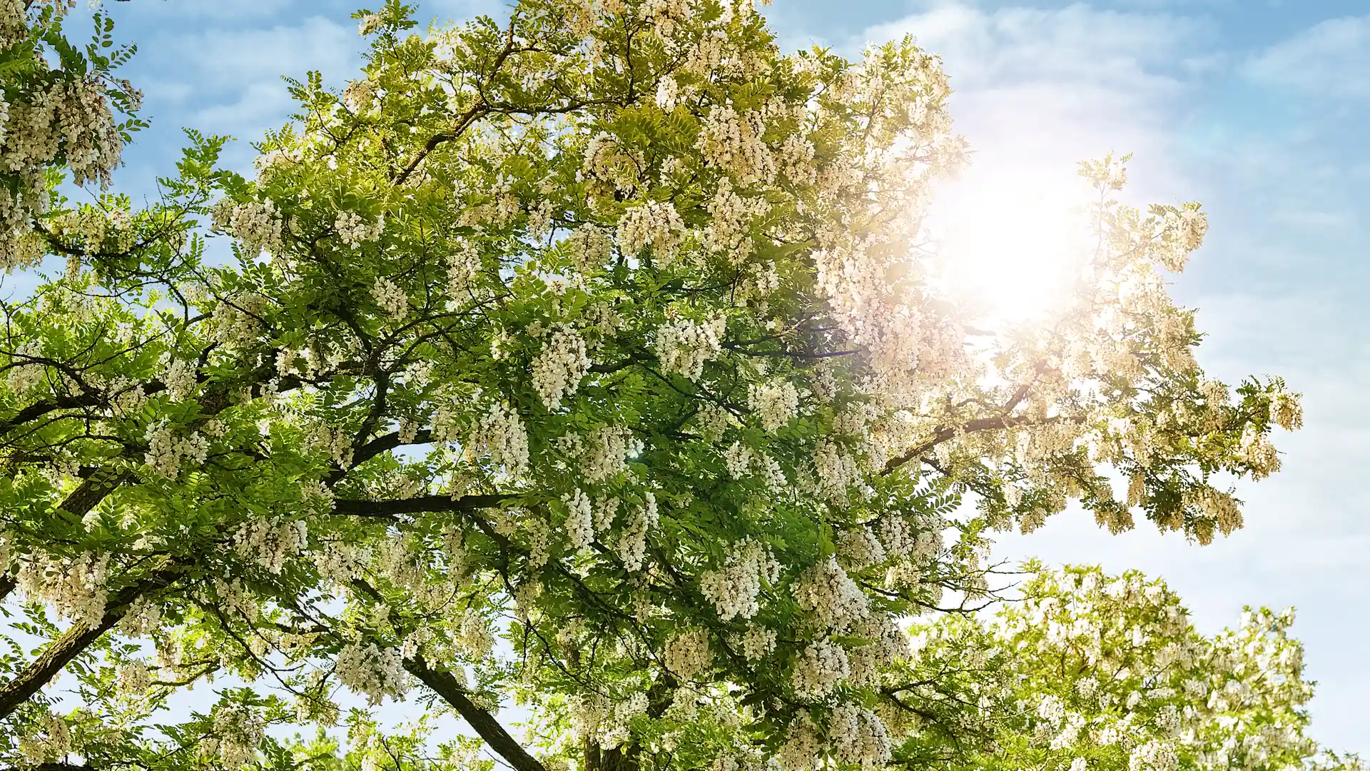 Blühender Akazienbaum - reiche Ernte für die Langnese Bienen