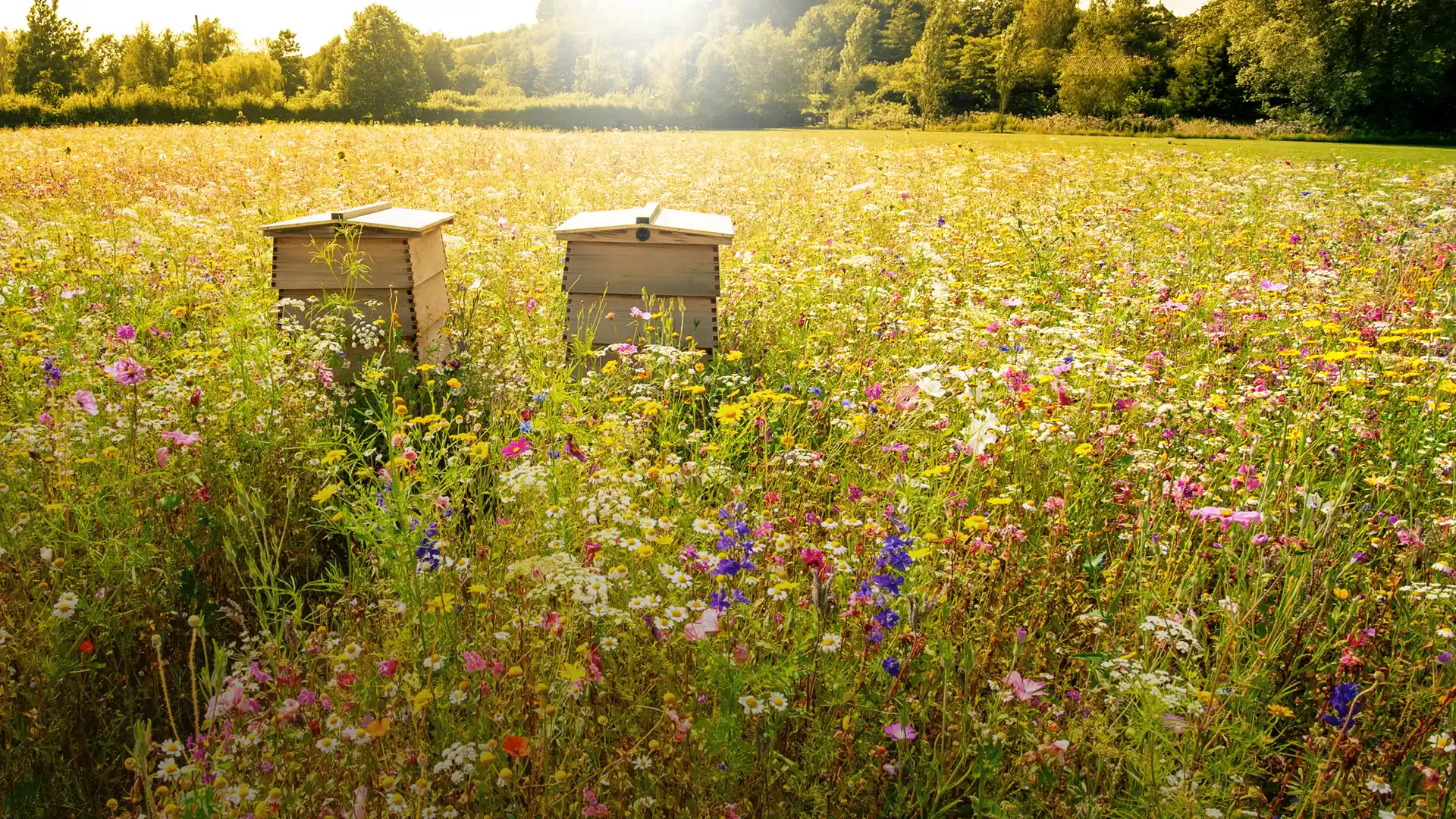 Zwei Bienenkästen auf bunt blühender Wiese – reiche Ernte für Langnese Bienen.