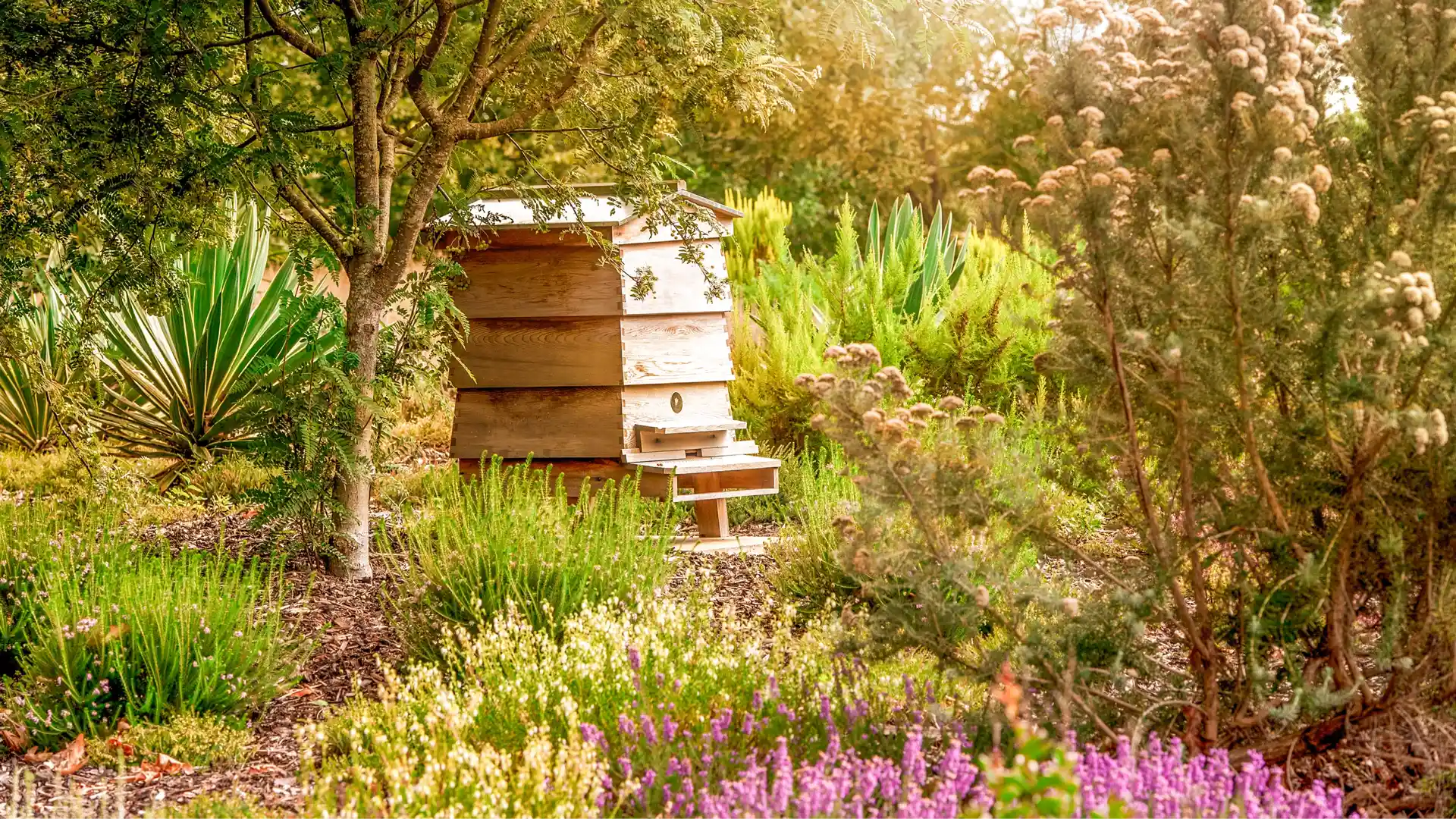 Ein Bienenstock in der freien Natur - Heimat der Langnese Bienen