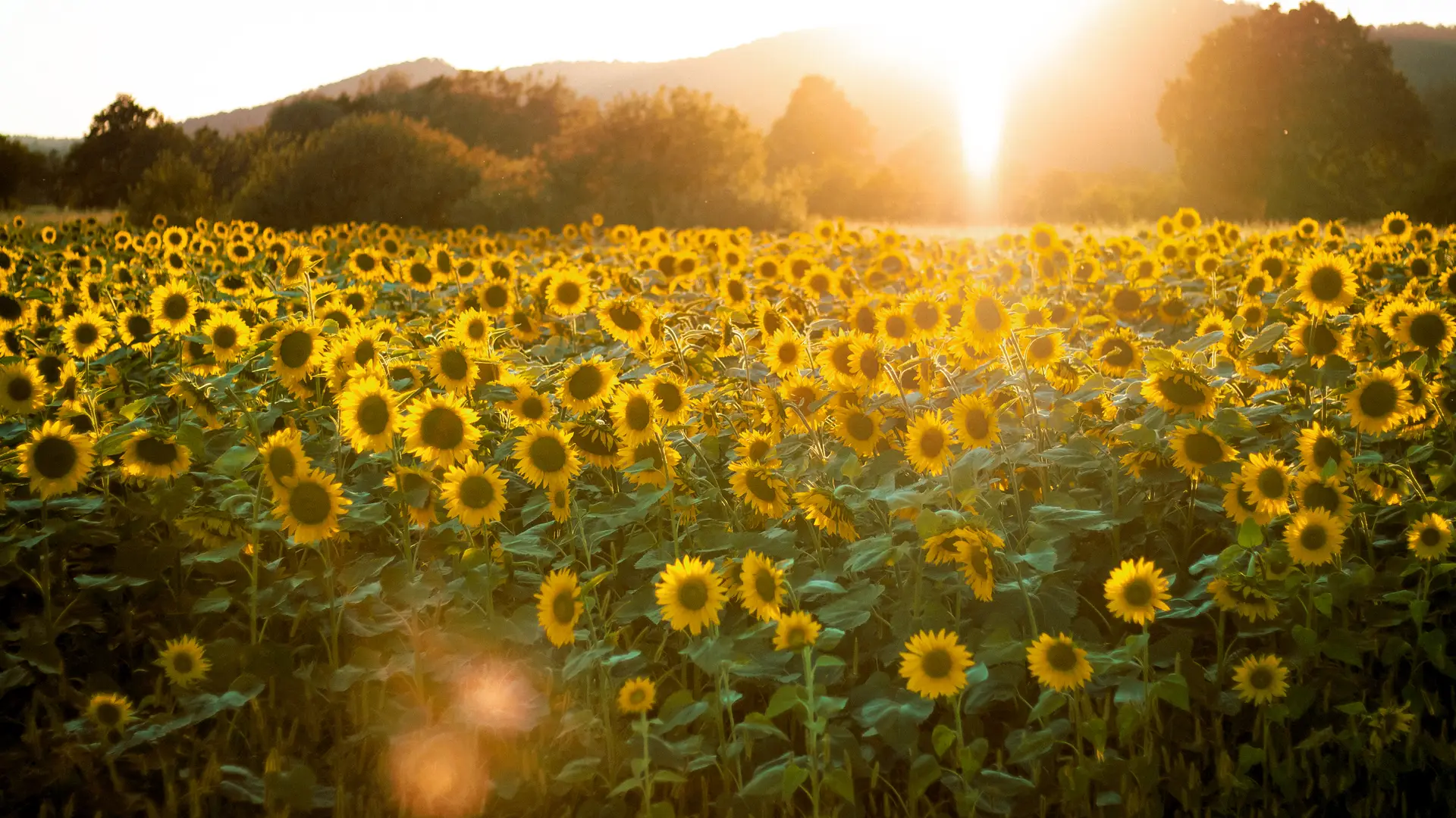Ein Feld voller Sonnenblumen – Symbolbild für Langnese Sonnenblumenhonig