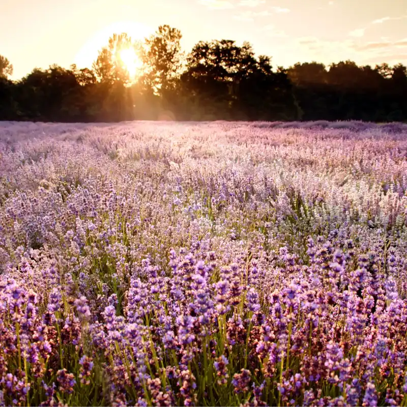 Ein blühendes Lavendelfeld - Herkunftsort für Langnese Wildlavendel- mit Blütenhonig